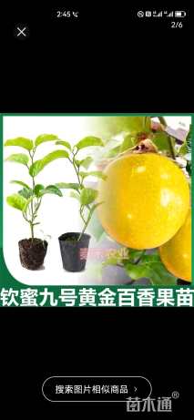 80厘米西番莲