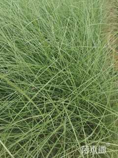 高度30厘米细叶芒