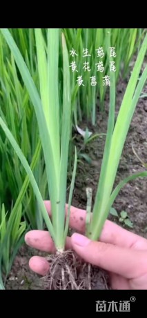 高度20厘米黄菖蒲