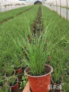 高度30厘米粉黛乱子草