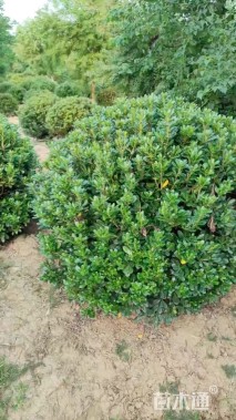 冠幅120厘米海桐球