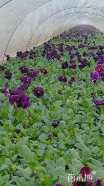 高度16厘米三色堇