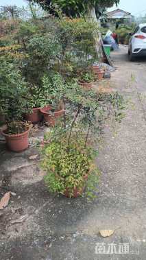 高度30厘米南天竹