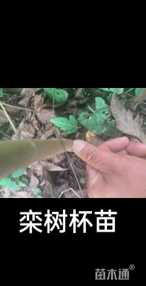 高度100厘米栾树小苗