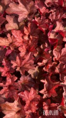 高度20厘米矾根