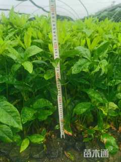 高度40厘米大叶栀子