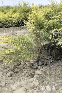 高度60厘米金叶榆小苗