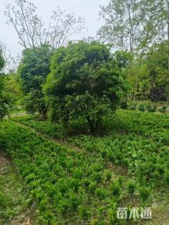 冠幅250厘米桂花球