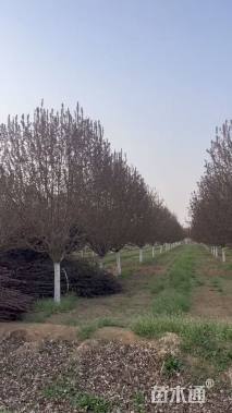 12公分绚丽海棠