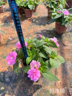 高度12厘米凤仙花