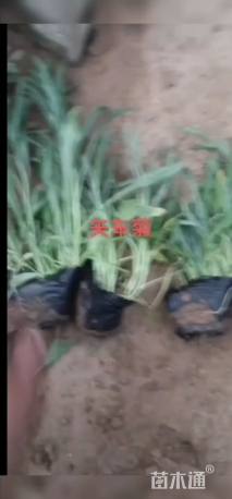 高度20厘米矢车菊