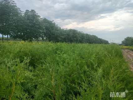 高度1.2厘米侧柏
