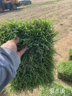 大叶油草