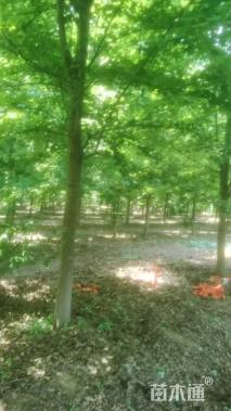 13公分美国红枫