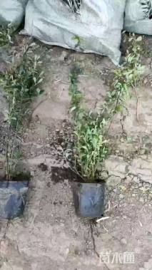 高度60厘米金丝桃