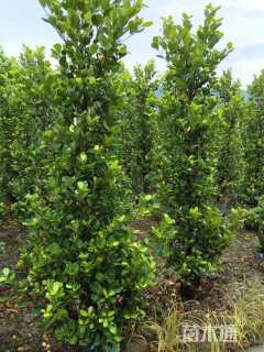高度200厘米火山榕