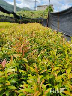 高度25厘米红车