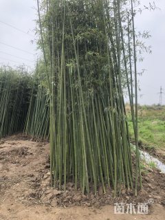 4公分刚竹