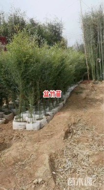 3公分青竹复叶槭