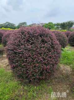 冠幅240厘米红花继木球