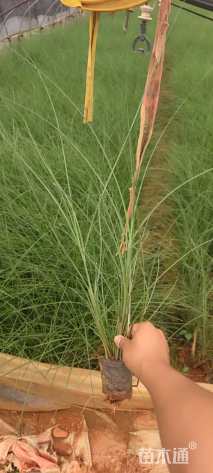 高度60厘米细叶芒