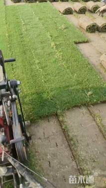 草卷状百慕大草