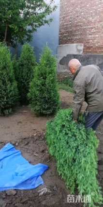 高度150厘米北京桧