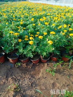 高度20厘米孔雀草