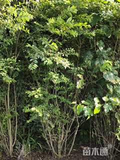 高度120厘米小叶女贞