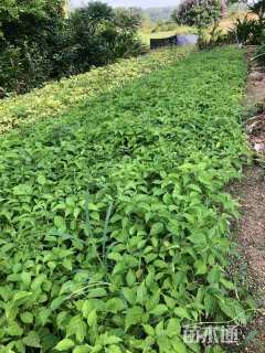 20厘米炮仗花