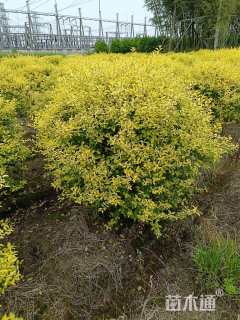 冠幅120厘米金禾女贞球