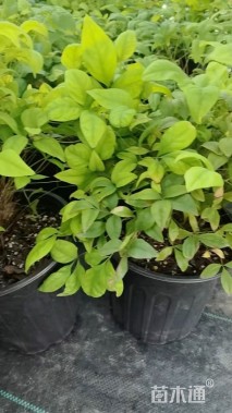 高度20厘米火焰南天竹