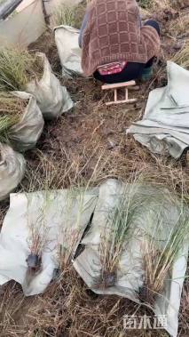 高度120厘米矢羽芒