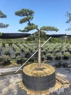 高度150厘米黑松