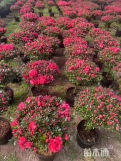 冠幅100厘米杜鹃球