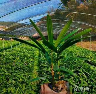 裸干高15厘米棕竹