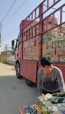 高度20厘米羽衣甘蓝