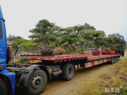 移栽苗造型黑松