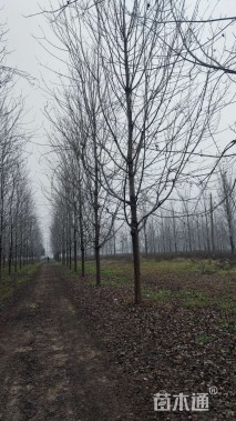 高度900厘米金边黄杨