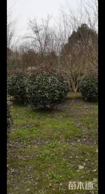 冠幅250厘米红叶石楠球