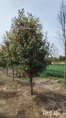 10公分红叶石楠