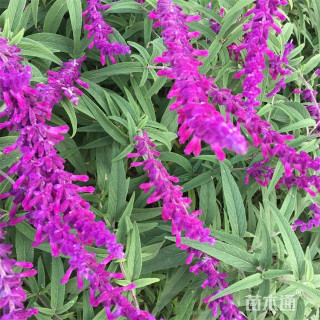 高度40厘米墨西哥鼠尾草