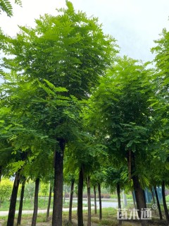 15公分嫁接香花槐