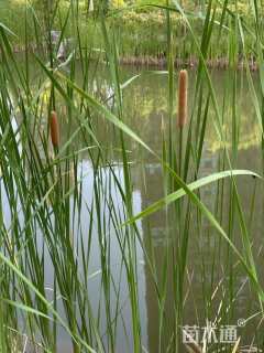 高度40厘米香蒲