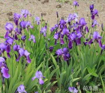 高度30厘米蝴蝶兰