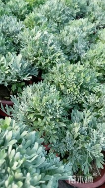 高度10厘米芙蓉菊