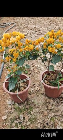 高度25厘米三角梅