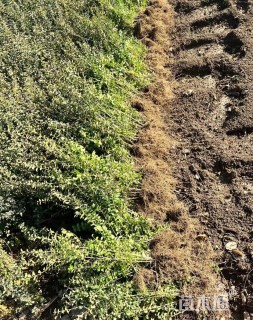 高度60厘米小叶女贞