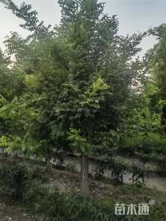 13公分矮接金枝槐