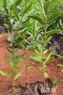 0.2公分台湾相思树